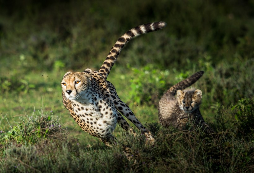 Cheetah on green grass during daytime