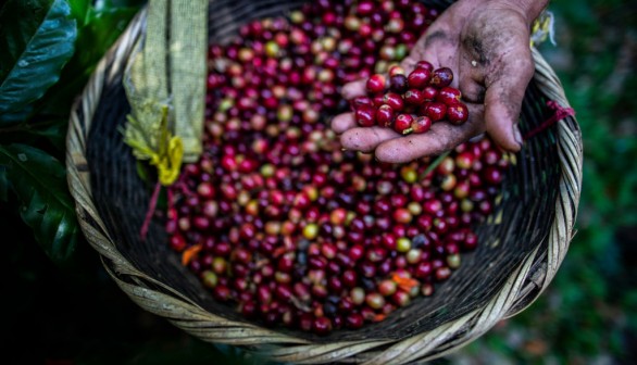 Coffee Pulp and Production Waste Helps Regrow Deforested Areas, 5-Year Study Shows