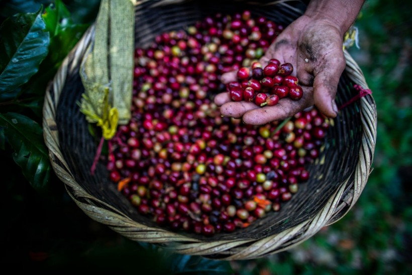 Coffee Pulp and Production Waste Helps Regrow Deforested Areas, 5-Year Study Shows