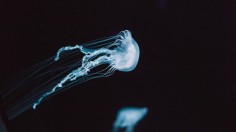 Brainless Caribbean Box Jellyfish