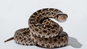 gopher snake