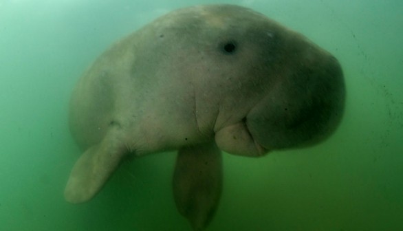 A photo of a Dugong