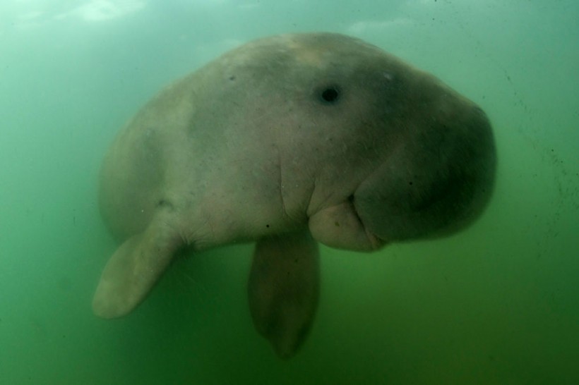 A photo of a Dugong