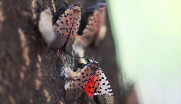 A photo of Dead spotted lanternflies