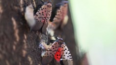 A photo of Dead spotted lanternflies