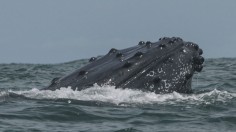 humpback whale