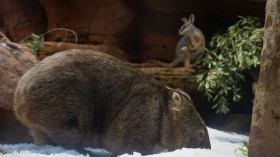 Wombat in Sydney, Australia