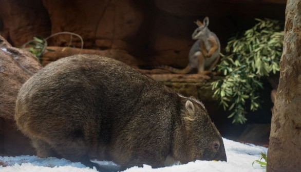 Wombat in Sydney, Australia