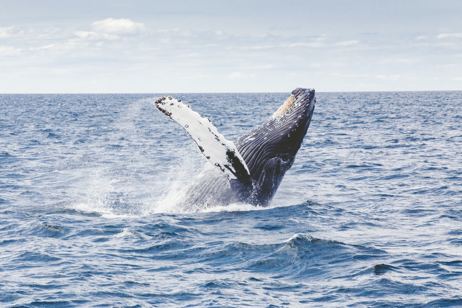 Newborn sperm whale calf strands on beach near Marineland