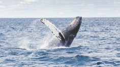Sperm Whale Calf