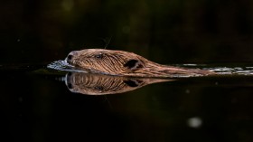  swimming beaver