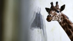 giraffe