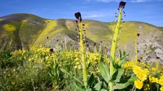 US-ENVIRONMENT-WILDFLOWERS-CONSERVATION-NATURE
