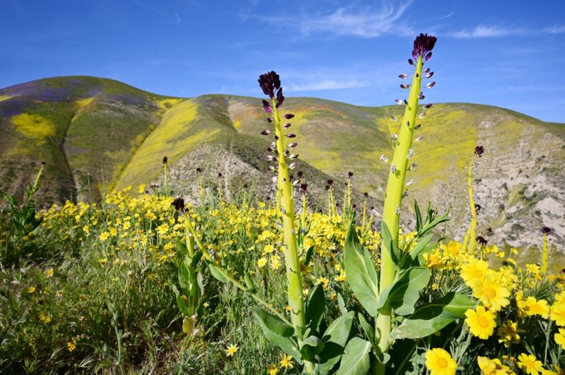 US-ENVIRONMENT-WILDFLOWERS-CONSERVATION-NATURE
