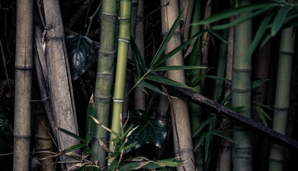 Bamboo: Highly Invasive in UK Destroys Driveways, Gardening Expert Warns