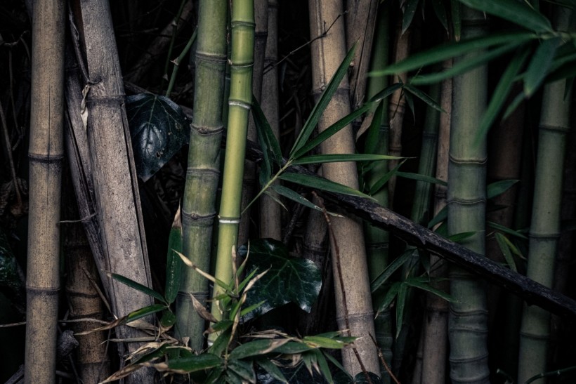 Bamboo: Highly Invasive in UK Destroys Driveways, Gardening Expert Warns