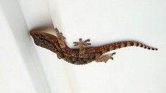 geckos