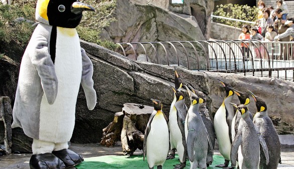 A stock photo of Emperor penguins in a zoo