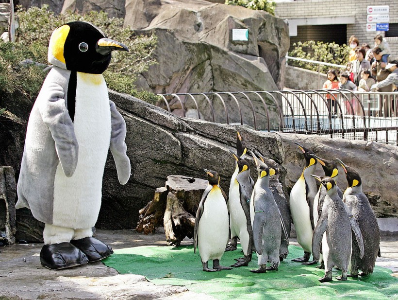 A stock photo of Emperor penguins in a zoo