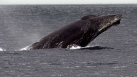 humpback whale