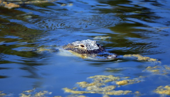 An alligator in Florida