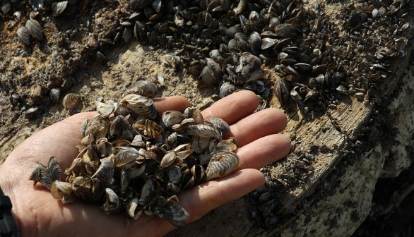 Zebra mussels 