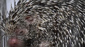 A stock photo of crested porcupine 