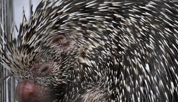 A stock photo of crested porcupine 