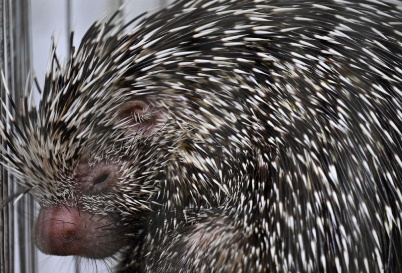 A stock photo of crested porcupine 