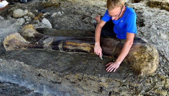 FRANCE-PALAEONTOLOGY-DINOSAUR-SAUROPOD