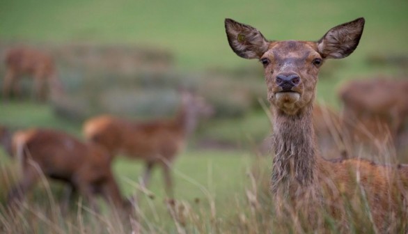 FRANCE-ANIMALS-DEER-ROARING