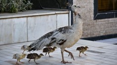 AFGHANISTAN-ANIMAL-BIRD