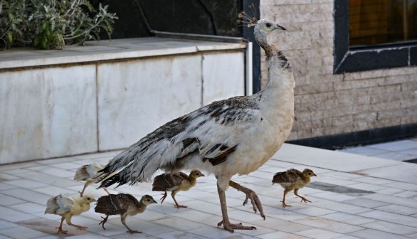 AFGHANISTAN-ANIMAL-BIRD