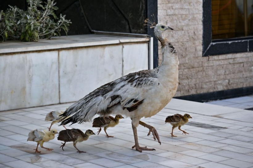 AFGHANISTAN-ANIMAL-BIRD