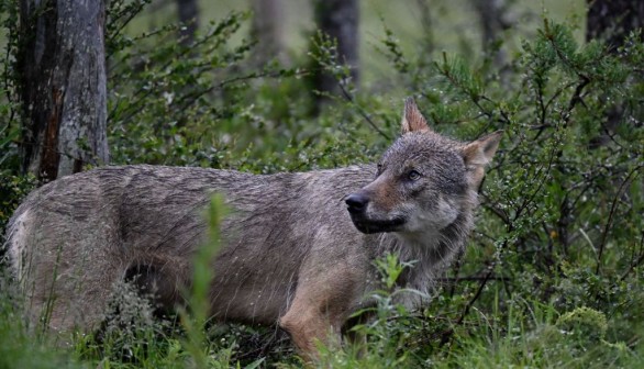 FINLAND-ENVIRONMENT-ANIMAL-WOLF