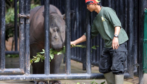 sumatran rhino