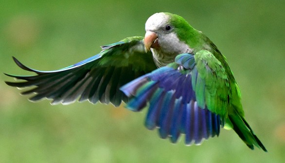 A monk parakeet (Myiopsitta monachus)