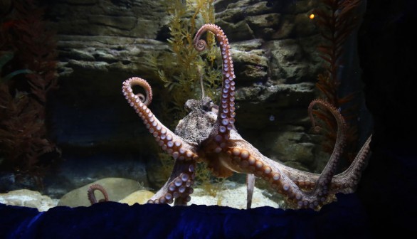A photo of an octopus