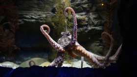 A photo of an octopus