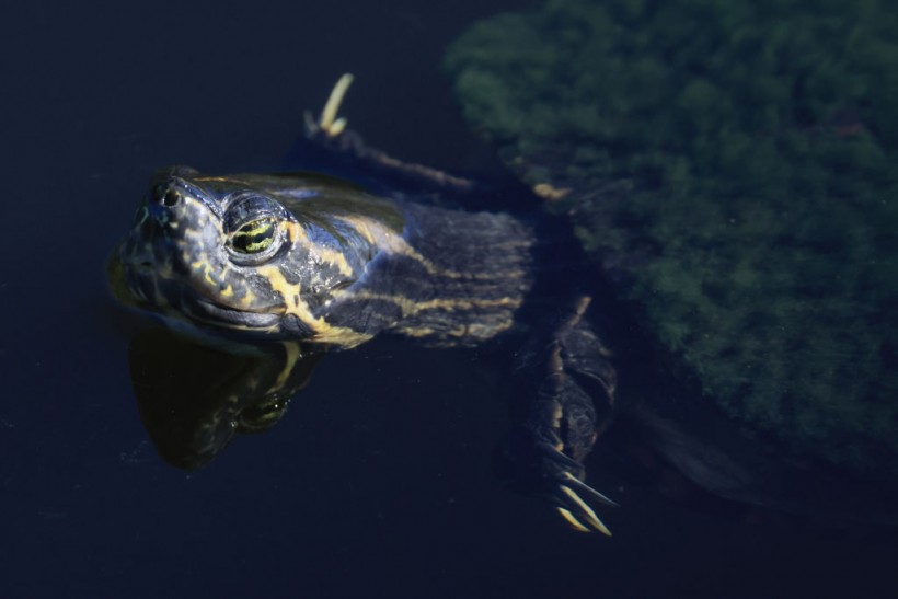 A stock photo of a turtle 