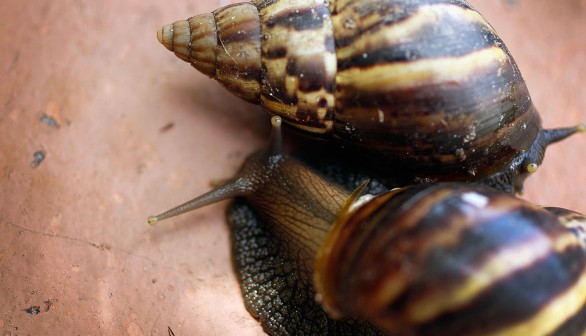 A photo of Giant African land snails' impact on plants in Florida.