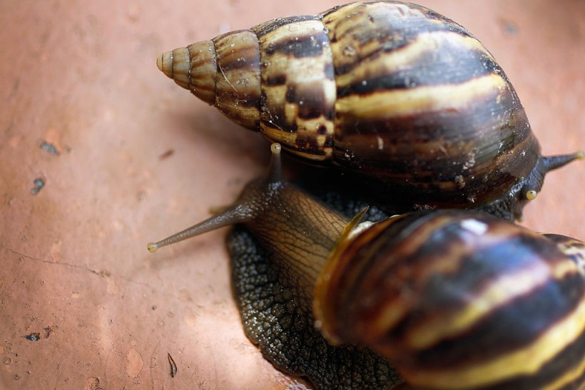 A photo of Giant African land snails' impact on plants in Florida.