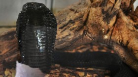 A stock photo of a black spitting cobra