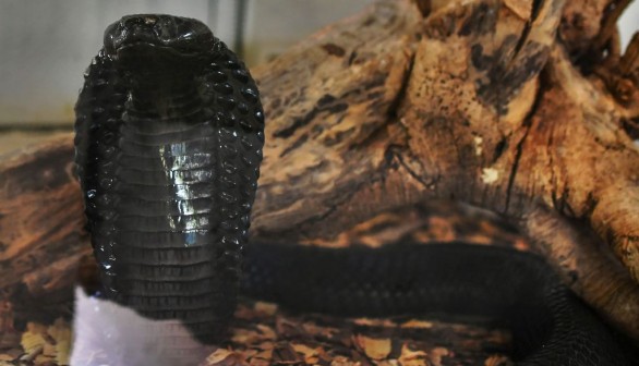 A stock photo of a black spitting cobra