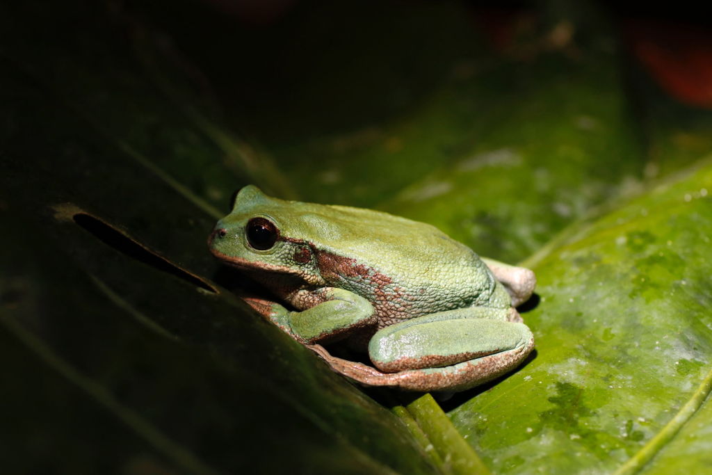 41% of Amphibian Species Threatened With Extinction Due To Human