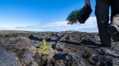 Tree Planting for Carbon Offsets Might Actually Cause Environmental Disaster, Oxford Study Warns