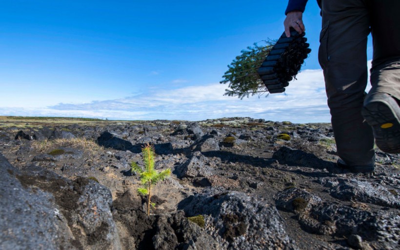 Tree Planting for Carbon Offsets Might Actually Cause Environmental Disaster, Oxford Study Warns