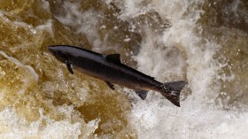 Salmon Leaping At Buchanty Spout