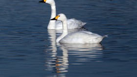 Slimbridge Wetland Centre Prepares For Late Influx Of Wintering Birds