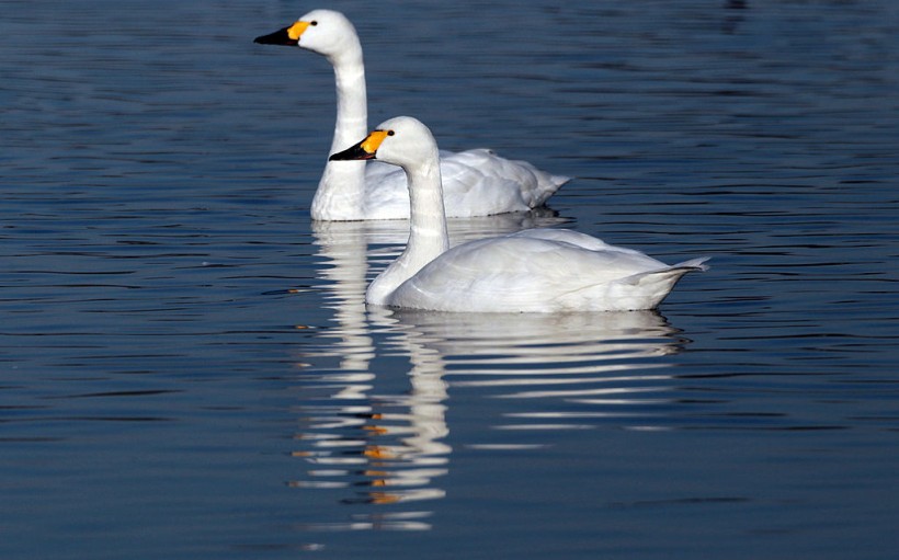 Slimbridge Wetland Centre Prepares For Late Influx Of Wintering Birds